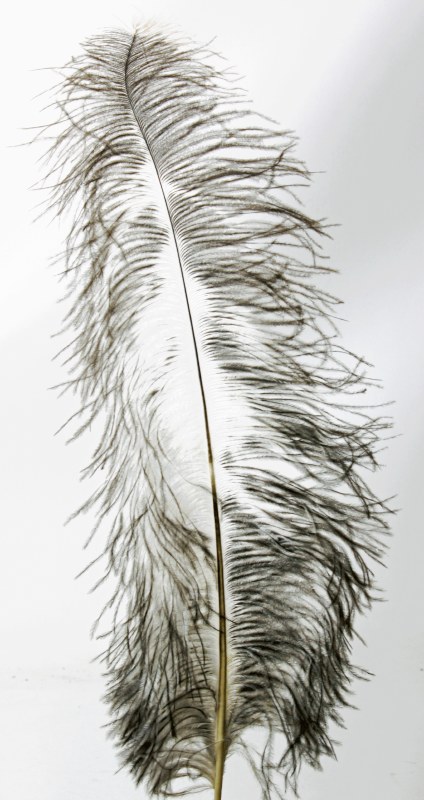 Ostrich Feathers Natural x 5 pcs