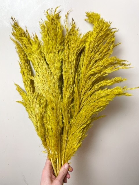 Dried Wild Plume Stems x 10 Curry 75cm