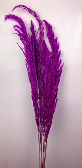 Pampas Eryanthus Erica 95cm x 5
