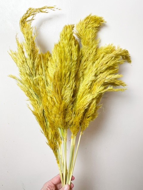 Dried Wild Plume Stems x 10 Yellow 75cm