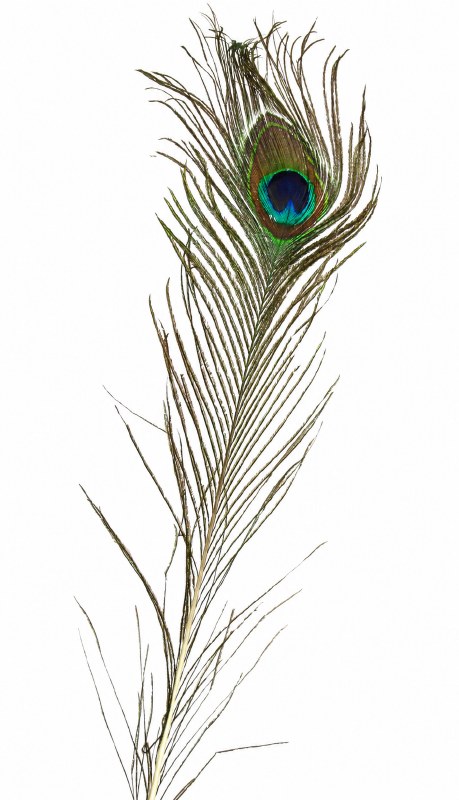 Packet of 10 Peacock feathers