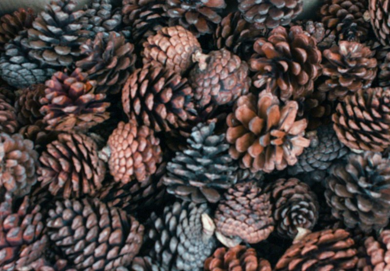 Pine Cones 5kilo
