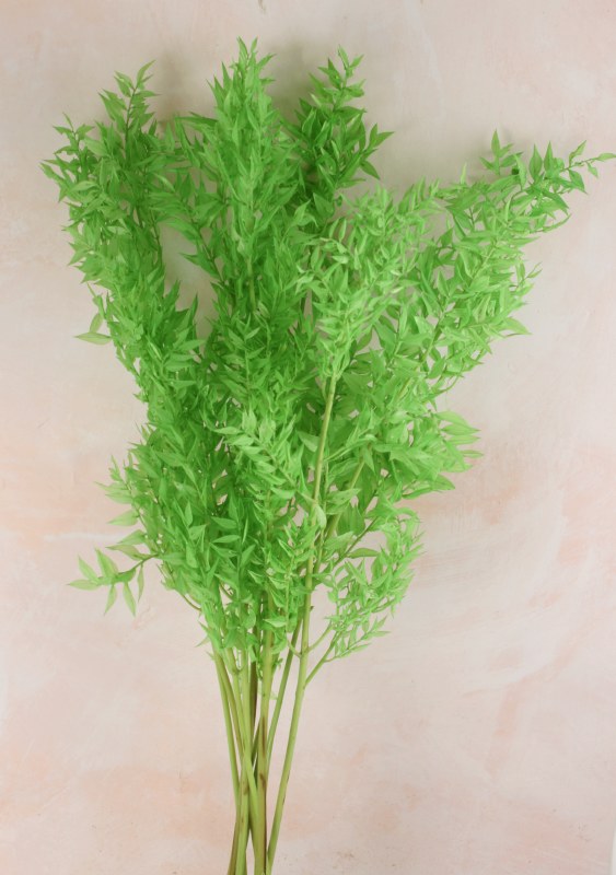 Picture of Preserved Ruscus Apple Green Bunch