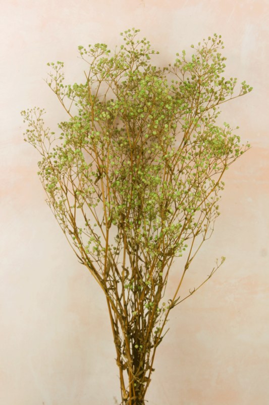 Picture of Preserved Gyp Green Bunch 55g