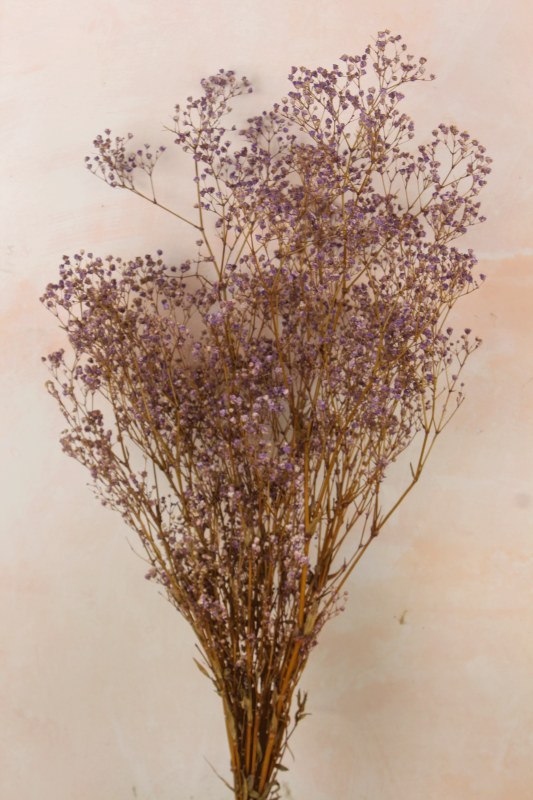Picture of Preserved Gyp Lilac Bunch 55g