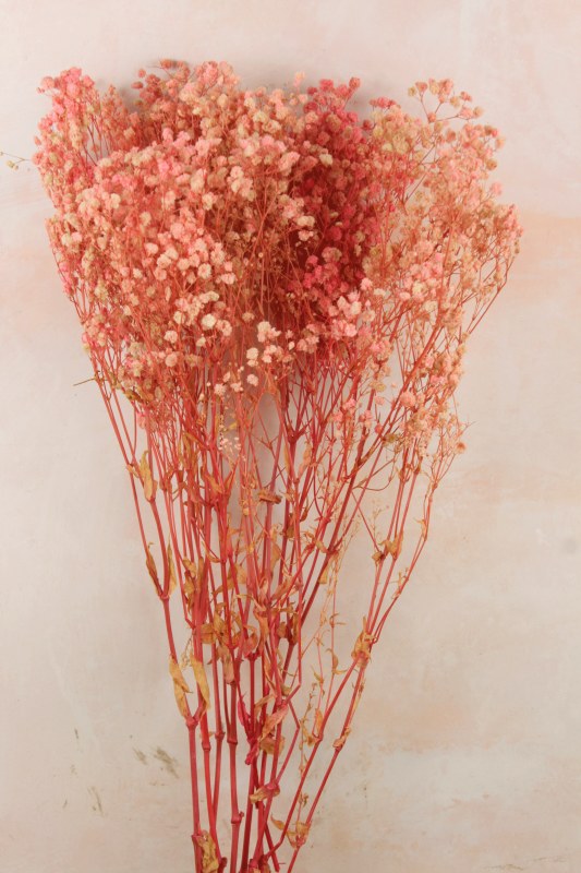 Preserved Gypsophelia 80cm Pale Pink & White Mix