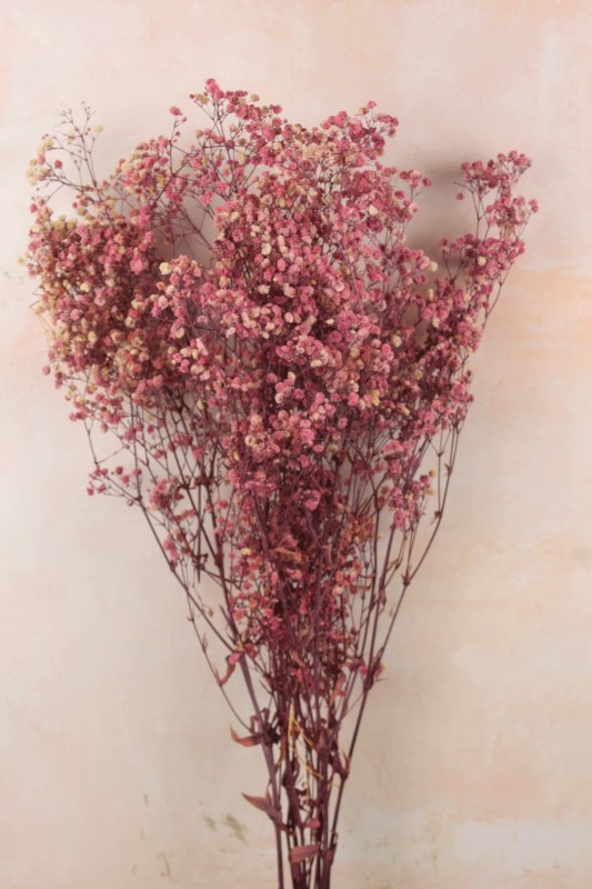 Preserved Gypsophelia 80cm Lilac/ White
