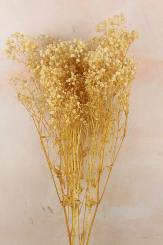 Preserved Gypsophelia 80cm Natural