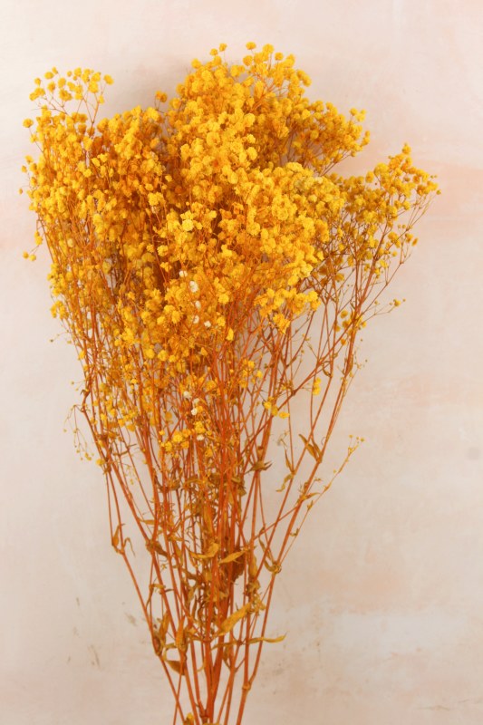 Preserved Gypsophelia 80cm Yellow
