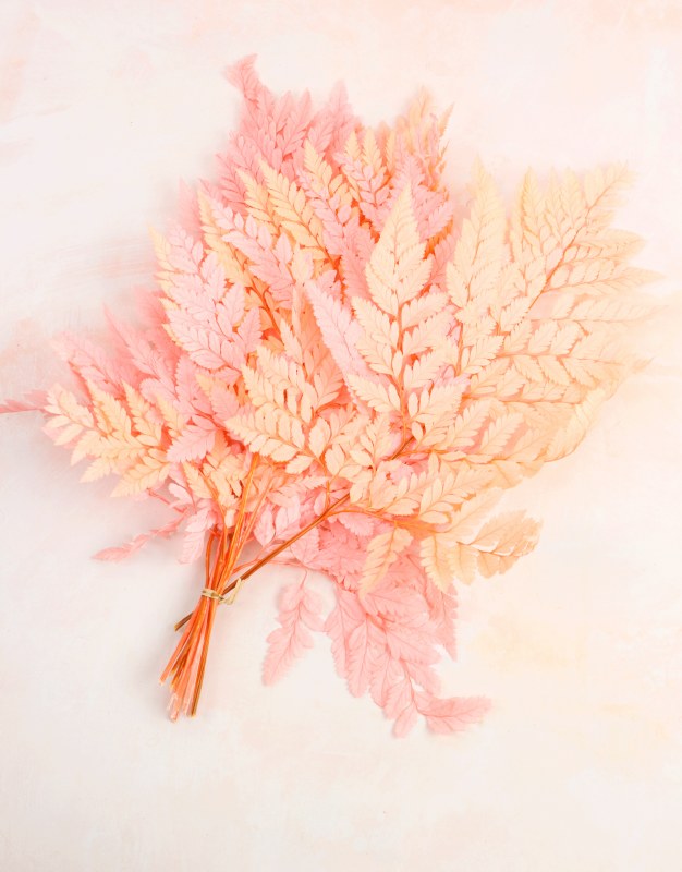 Preserved Leather Fern Leaf x 10
