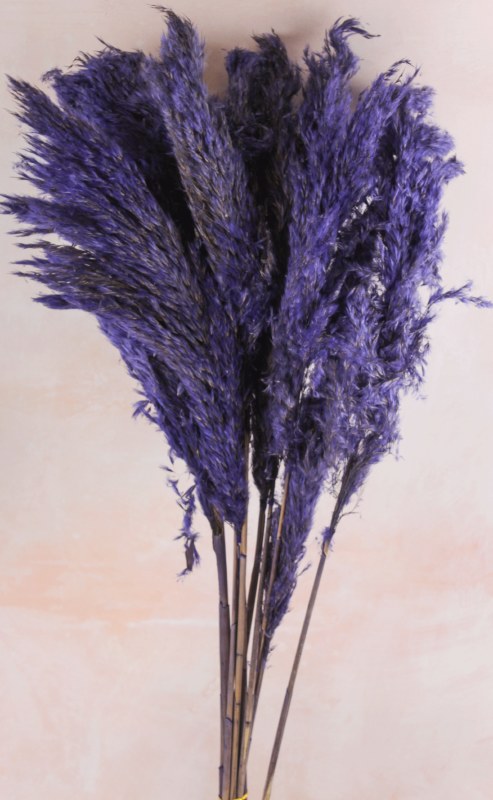 Picture of Pampas Reed Stems Lavender x 10