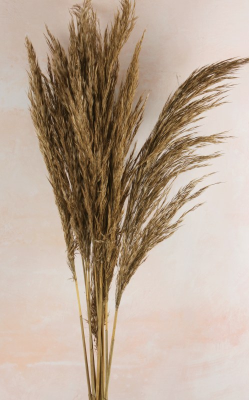 Pampas Reed Stems x 10 Natural