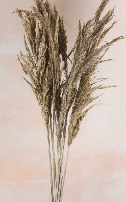 Picture of Rampas Reed Stems White Wash x 10