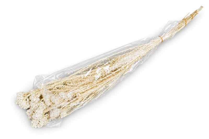 Preserved Rice Flower Bleached Bunch