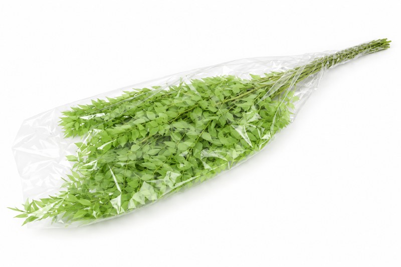 Preserved Ruscus Sage Green