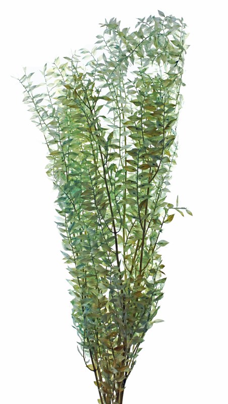 Dried Ruscus Aqua