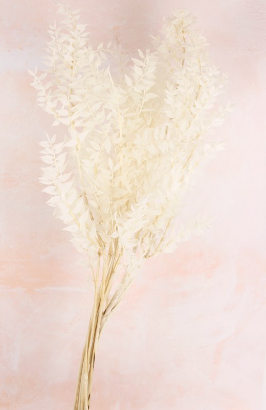 Preserved Ruscus Bleached