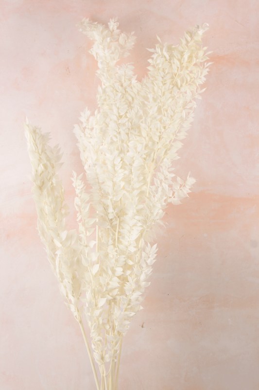 Dried Ruscus Bunch Bleached White