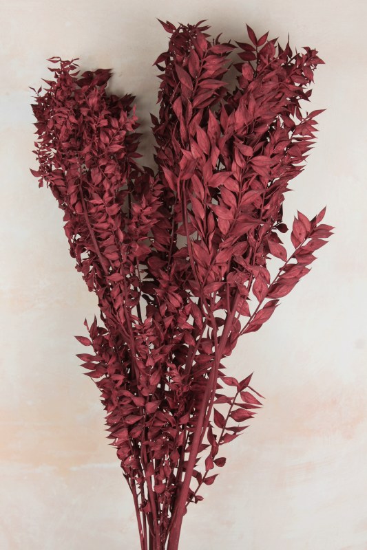 Picture of Dried Ruscus Bordeaux