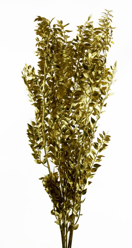 Picture of Dried Ruscus Gold