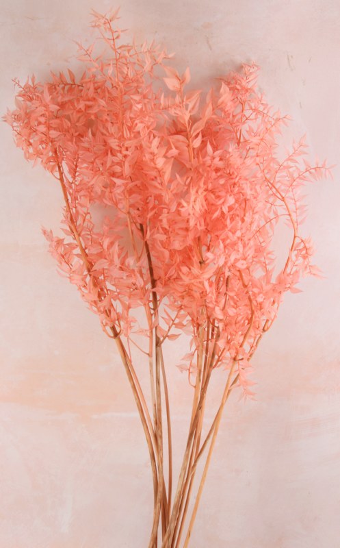 Picture of Preserved Ruscus Light Pink