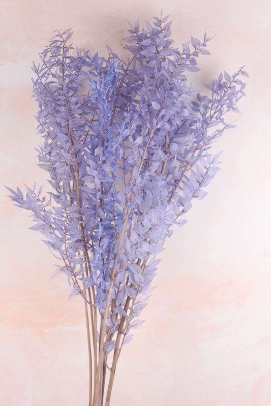 Picture of Preserved Ruscus Lavender