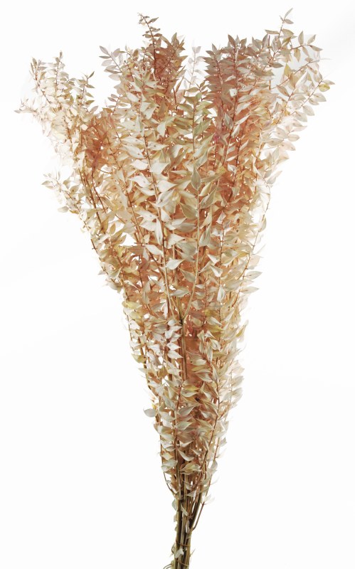 Picture of Dried Ruscus Light Pink