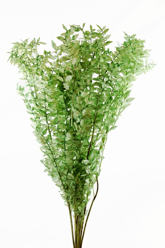 Dried Ruscus Mint Green