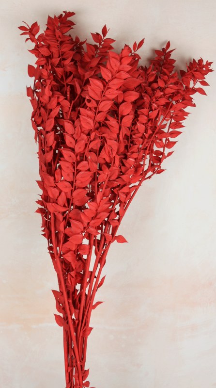 Dried Ruscus Red