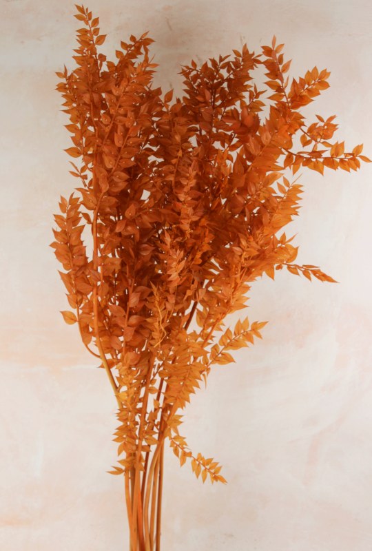 Ruscus Preserved Terracotta