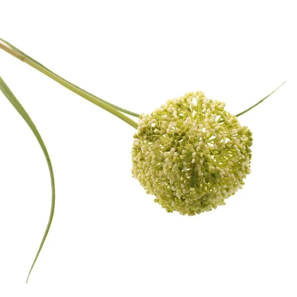 Picture of Faux Allium Stem Cream/ Green 83cm