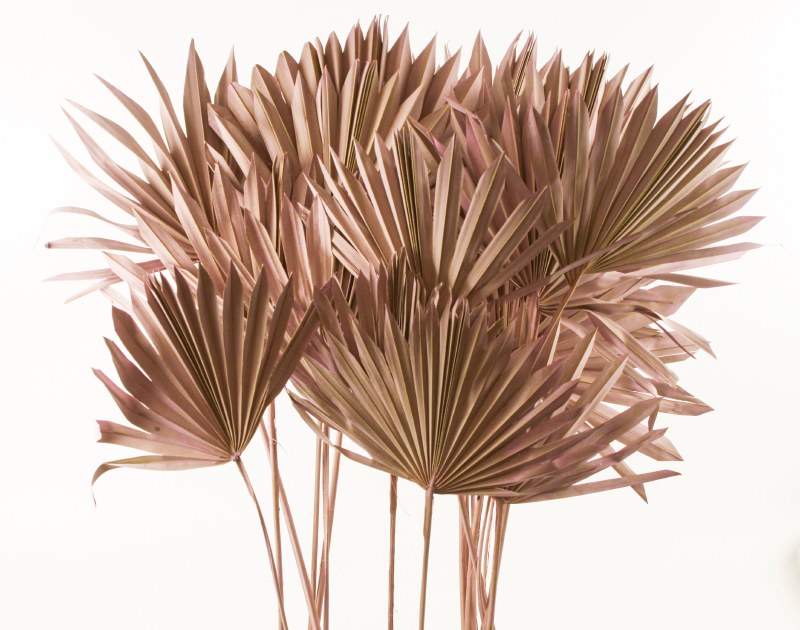 Picture of Dried Sun Spear Lilac Wash x 20