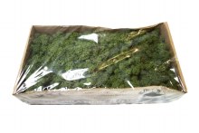 Florist Moss Green 500grams