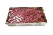 Florist Icelandic Moss Bordeaux 500grams
