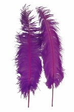 Ostrich Feathers Erika x 5