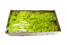 Florist Moss Spring Green 500grams
