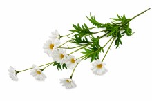 Artificial Daisy Stem 82cm