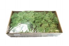 Florist Icelandic Moss Mint Green 500grams