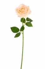 Artificial Single Stem Rose 48cm Pale Peach