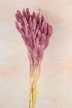 Dried Phalaris Lilac x 50 Stems( approx) Dried Phalaris Lilac x 50 Stems( approx)