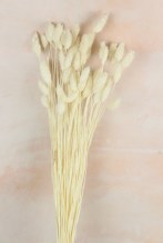 Dried Phalaris white x 50 Stems( approx) Dried Phalaris white x 50 Stems( approx)