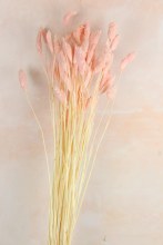 Dried Phalaris Pink x 50 Stems( approx) Dried Phalaris Pink x 50 Stems( approx)