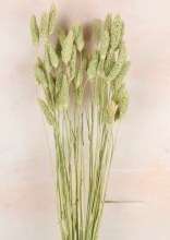 Dried Phalaris Natural x 50 Stems( approx) Dried Phalaris Natural x 50 Stems( approx)