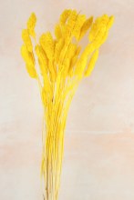 Dried Phalaris Yellow x 50 Stems( approx) Dried Phalaris Yellow x 50 Stems( approx)