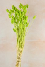 Dried Phalaris Green x 50 Stems( approx) Dried Phalaris Green x 50 Stems( approx)