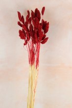 Dried Phalaris Red x 50 Stems(approx) Dried Phalaris Red x 50 Stems(approx)