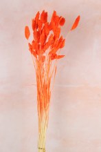 Dried Phalaris Orange x 50 Stems(approx) Dried Phalaris Orange x 50 Stems(approx)