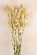 Lagurus Bundle Natural 50 Stems( approx) Lagurus Bundle Natural 50 Stems( approx)