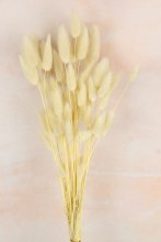 Lagurus Bundle Cream Bleached 50 Stems(approx) Lagurus Bundle Cream Bleached 50 Stems(approx)