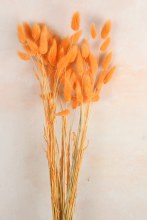 Lagurus Bundle Orange 50 Stems(approx) Lagurus Bundle Orange 50 Stems(approx)